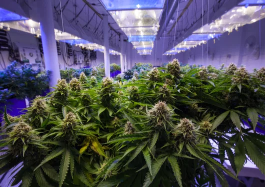 California Could Reshape Pot Rules As Shaky Supply Chain Struggles