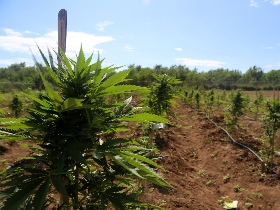Pot Thrives in Emerging Latin American Cannabis Markets 
