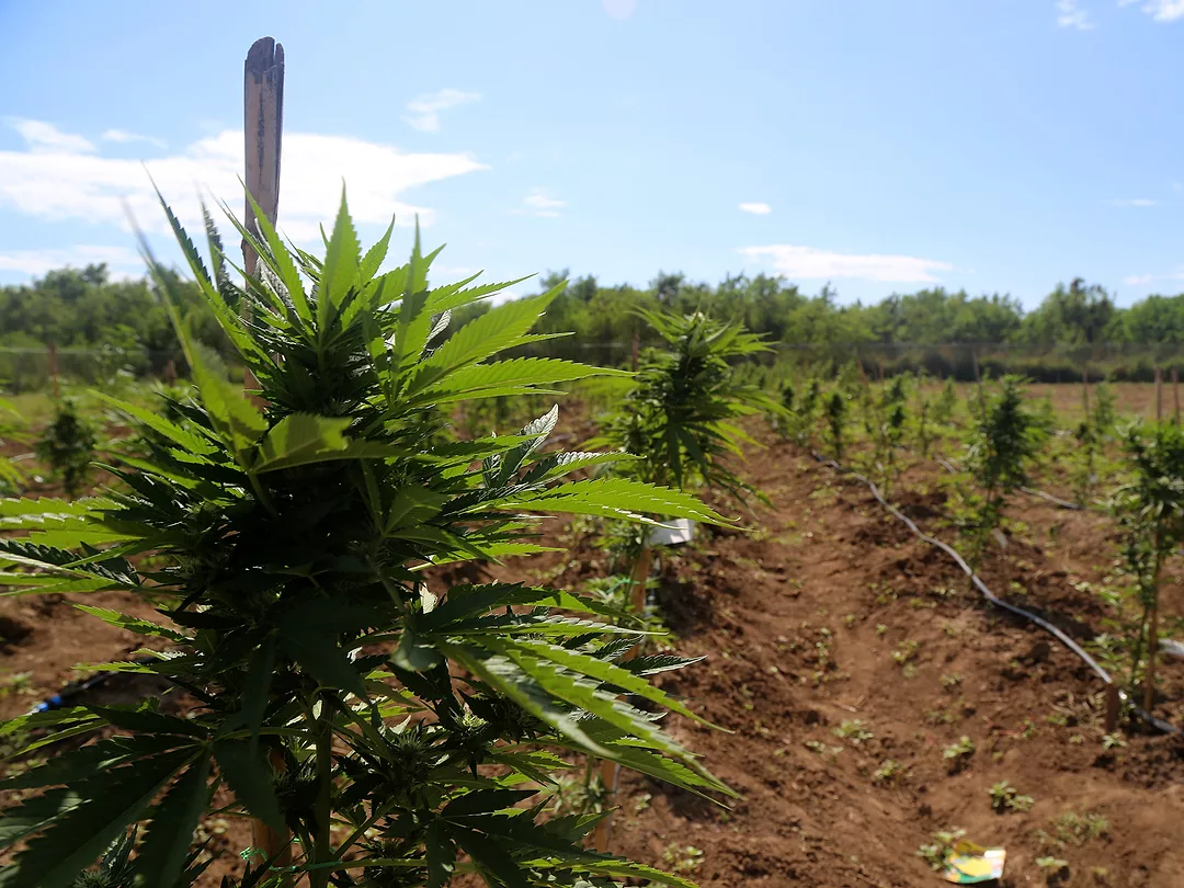 Pot Thrives in Emerging Latin American Cannabis Markets