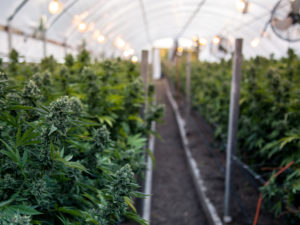 U.S. Firm Building `Cannabis Superhighway' Is Looking to Canada