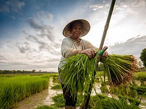Extending Supply-Chain Innovation to the Small Farmer