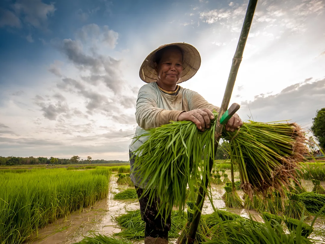 Extending Supply-Chain Innovation to the Small Farmer