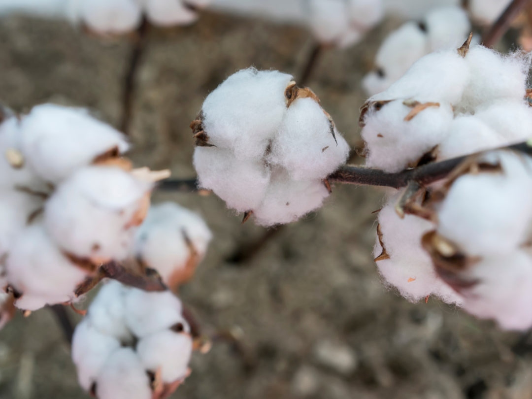 Trade War Risks U.S. Cotton Dominance, Agri Giant Warns 