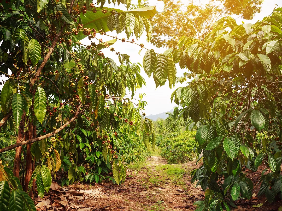 In Brazil Heatwave, Coffee is Burning on Trees