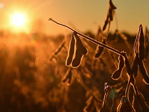 China Buys Two Million Tons of U.S. Soybeans After Trade Talks