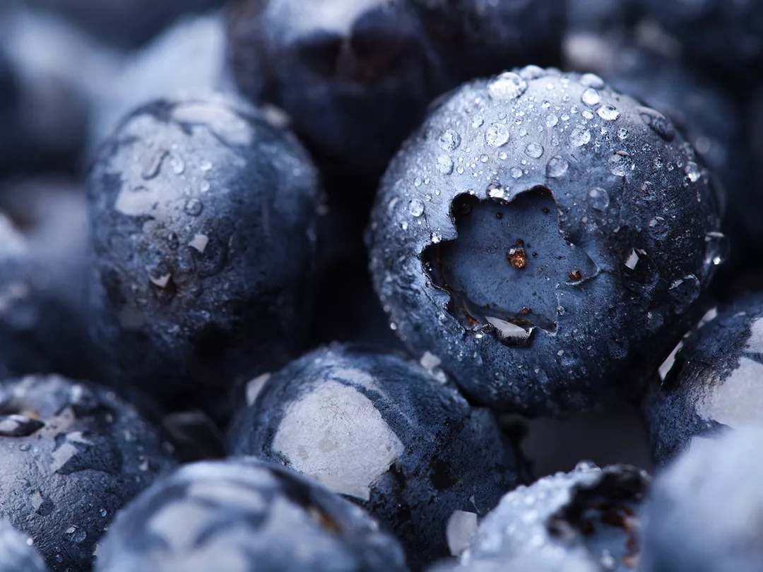 Chilean Blueberry Invasion Reaches China for New Year Celebrations and More