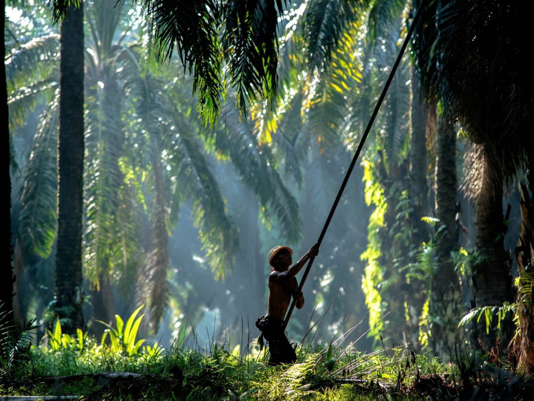 Indonesia Threatens to Ban European Goods as Palm Row Escalates