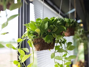 Millennials Rekindle Demand for Plants, an Industry Ripe for Disruption