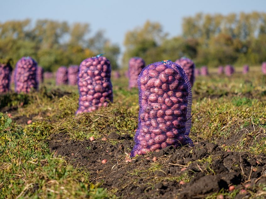 Kenya Fresh Produce Platform Aims to Disrupt African Retail | 2019-04 ...