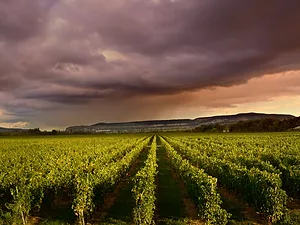 A Wine and Spirits Marketer Seeks Proof of Blockchain