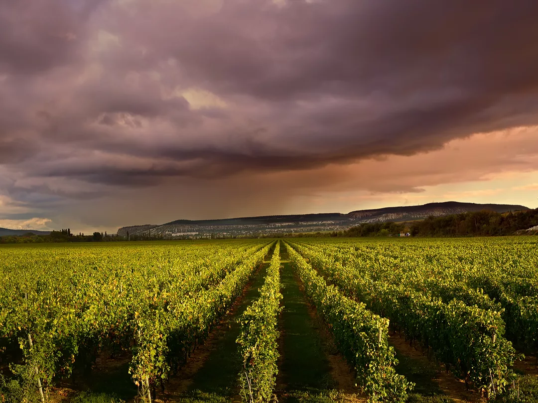 A Wine and Spirits Marketer Seeks Proof of Blockchain
