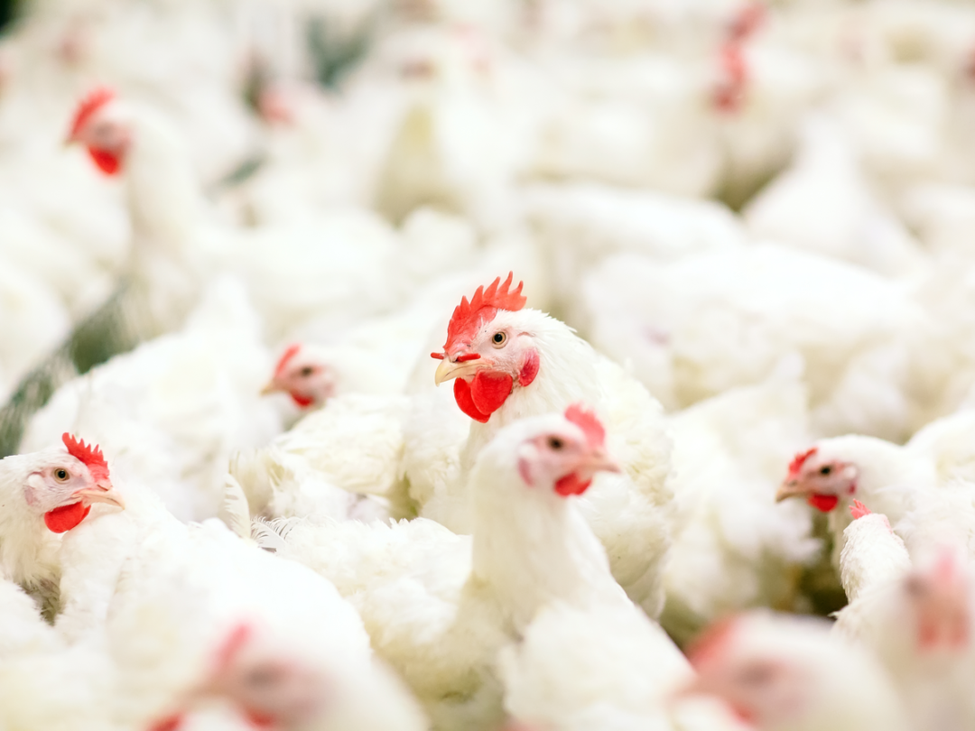 There’s a Multibillion-Dollar Race to Replace the Chicken Egg
