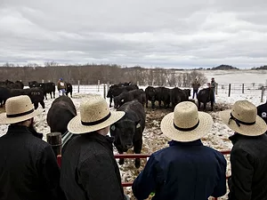 Cattle
