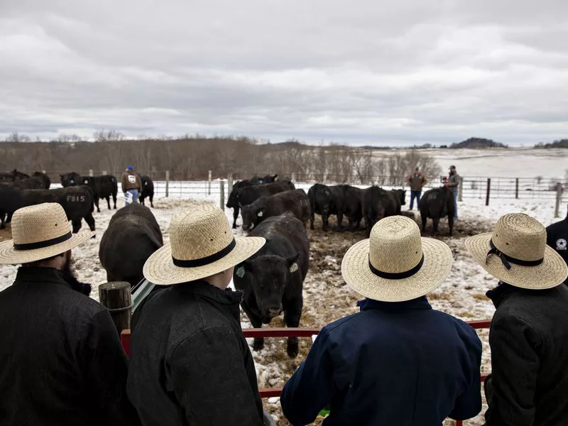 Cattle