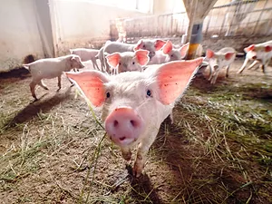 China's Running Out of Cold Storage as It Stocks Up on Imported Pork