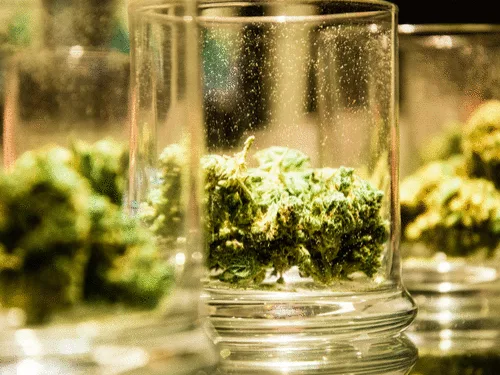 Standards Can’t Come Soon Enough for the Pot Sector