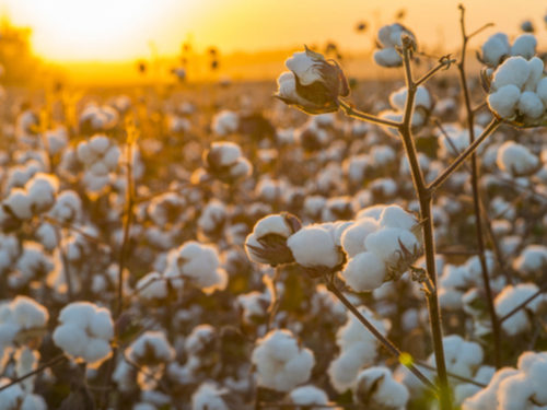 U.S. Cotton-Crop Conditions Deteriorate as Texas Fields Bake