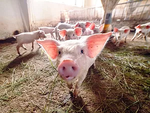 Mass Pig Deaths in China Cause Short Supply of U.S. Blood Thinner