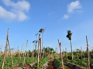 A New Front Against Climate Catastrophe Is Getting Attention From Big Agriculture