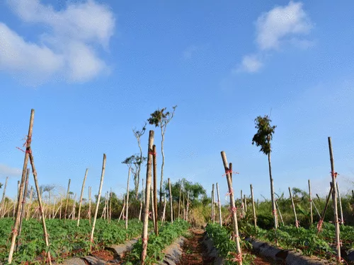 A New Front Against Climate Catastrophe Is Getting Attention From Big Agriculture
