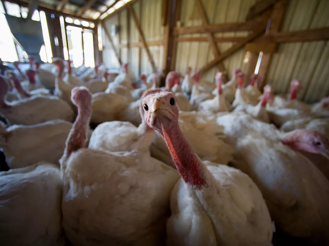 This Year's Thanksgiving Turkey Will Be Cheapest of the Decade