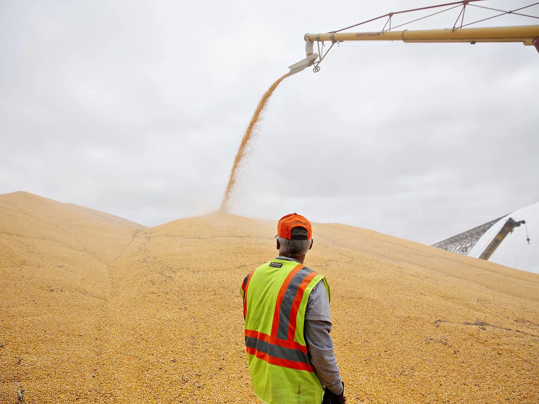 Corn Harvest
