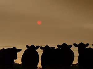 Cattle farm