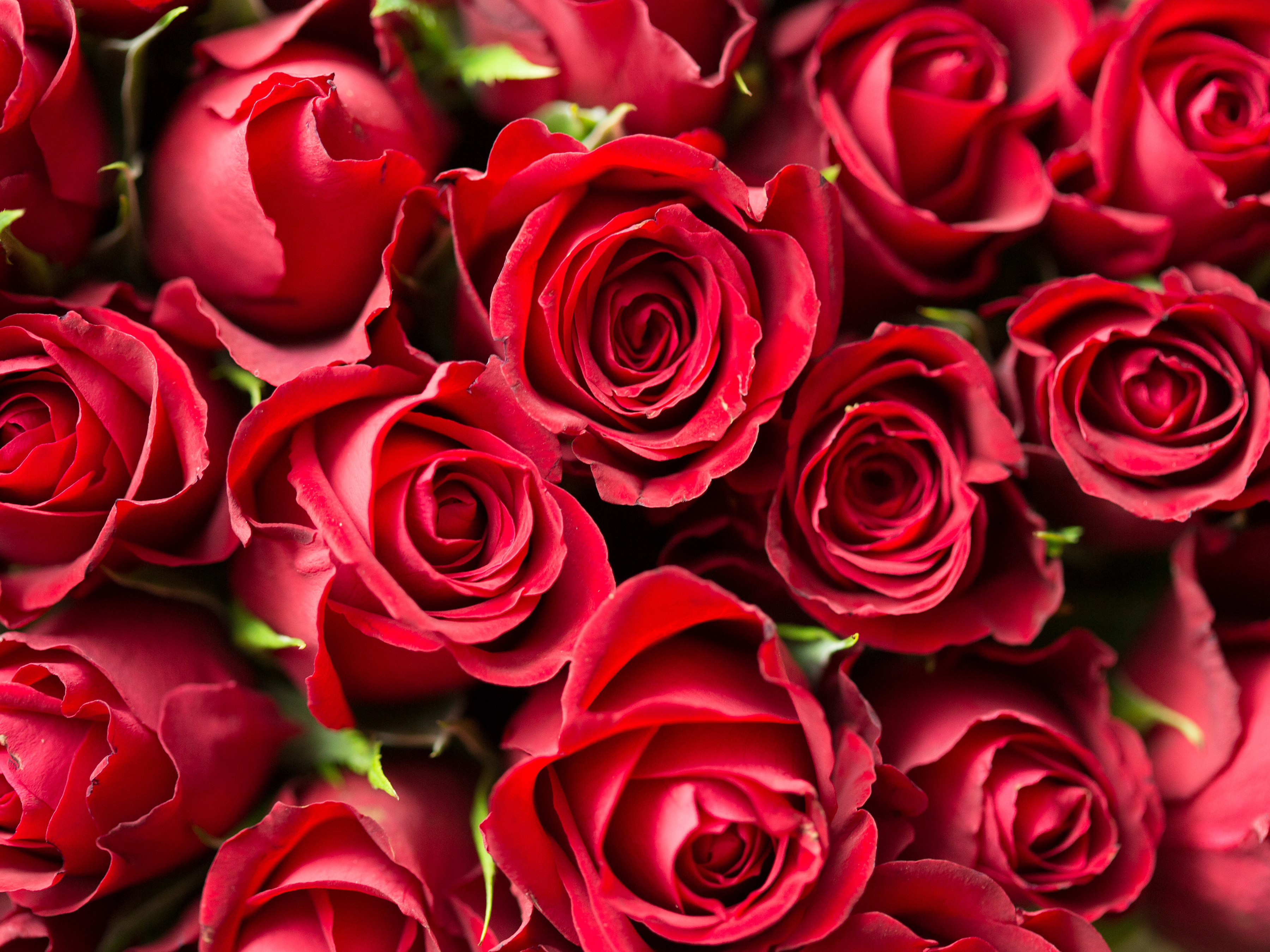 Valentine’s Day Flowers Don’t Have to Be So Bad for the Earth After All