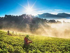 Global Agriculture Has a Planting Problem