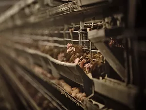 Two Million Hens Are Sweating It Out for Travel Passes in Hubei