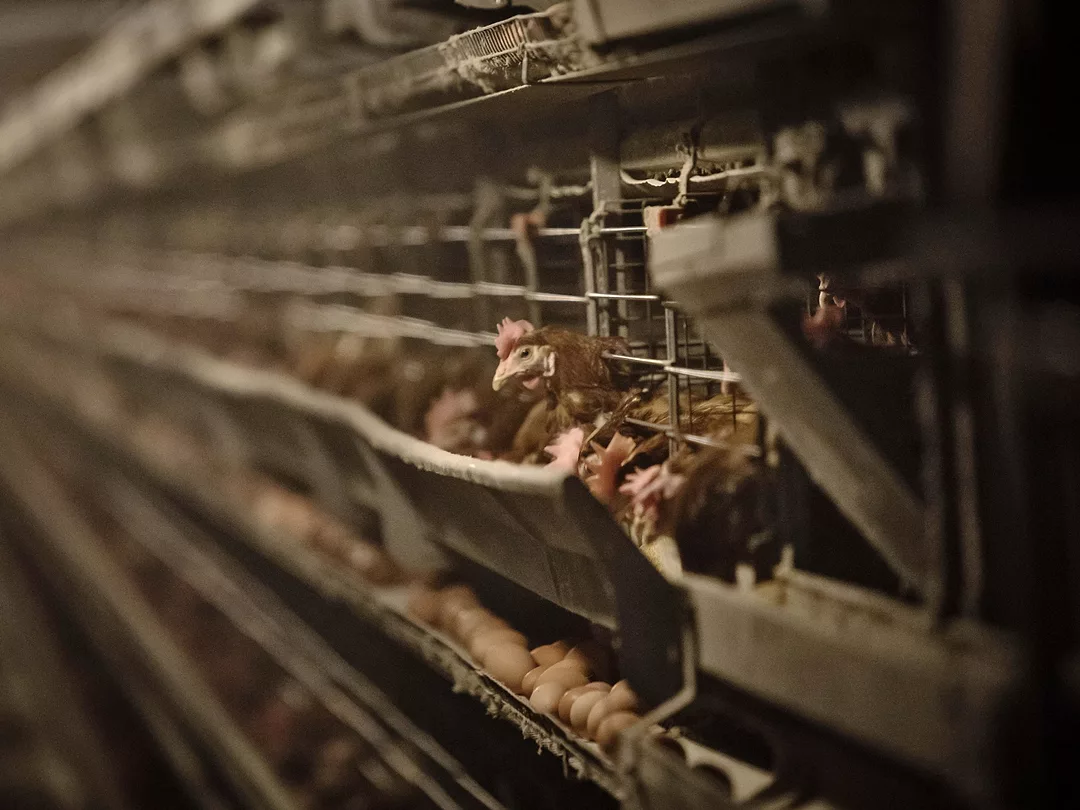 Two Million Hens Are Sweating It Out for Travel Passes in Hubei