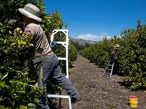 Farm workers