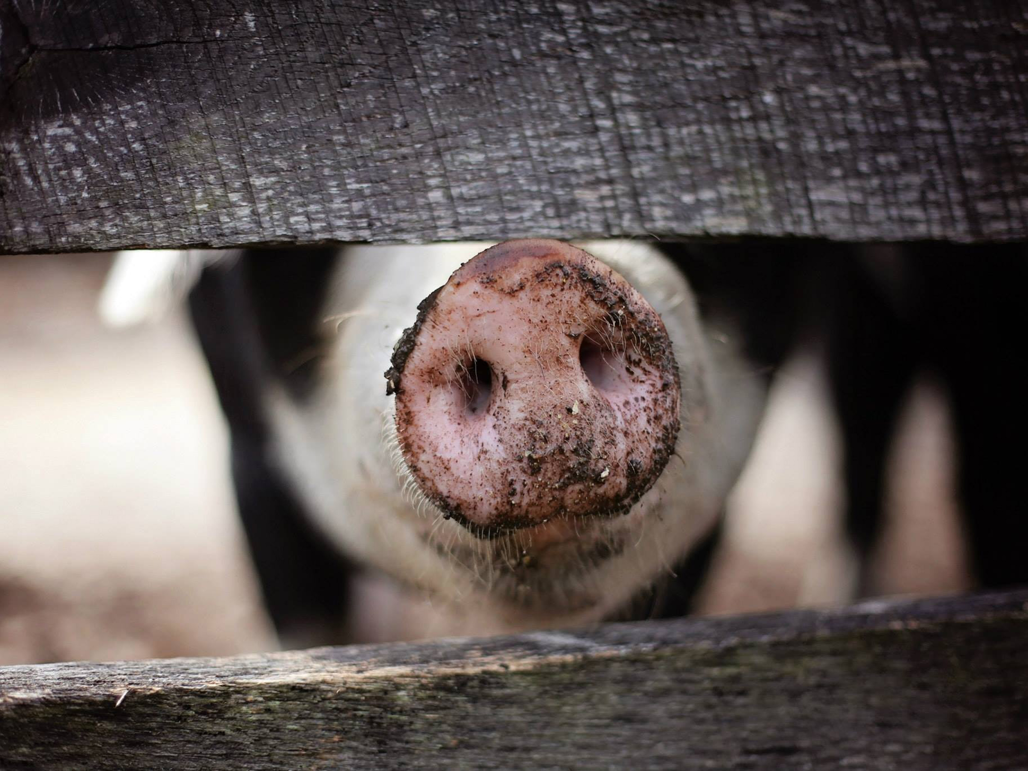 Thousands of Pigs Rot in Compost as U.S. Faces Meat Shortage