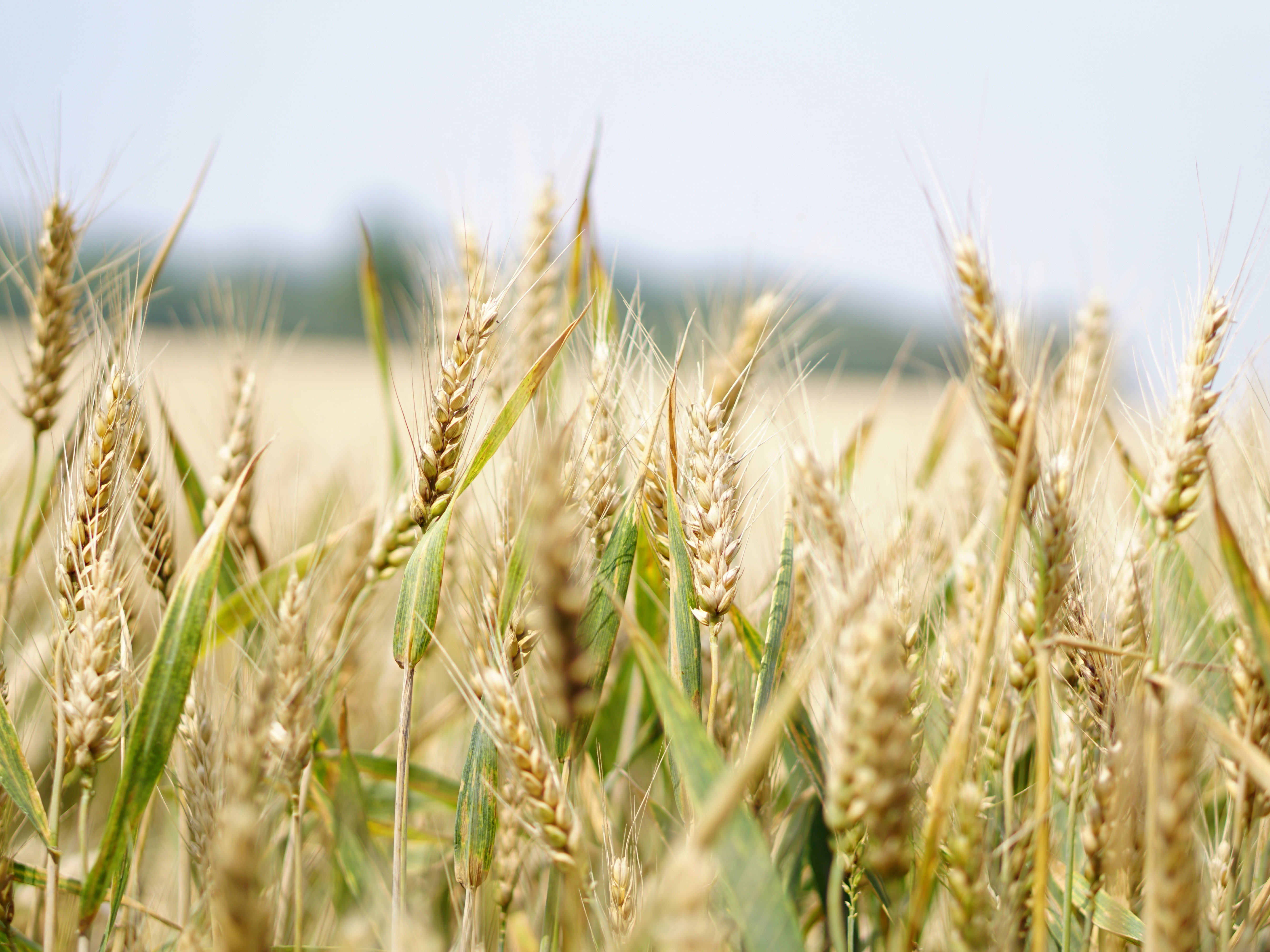 Countries Rush to Hoard Food