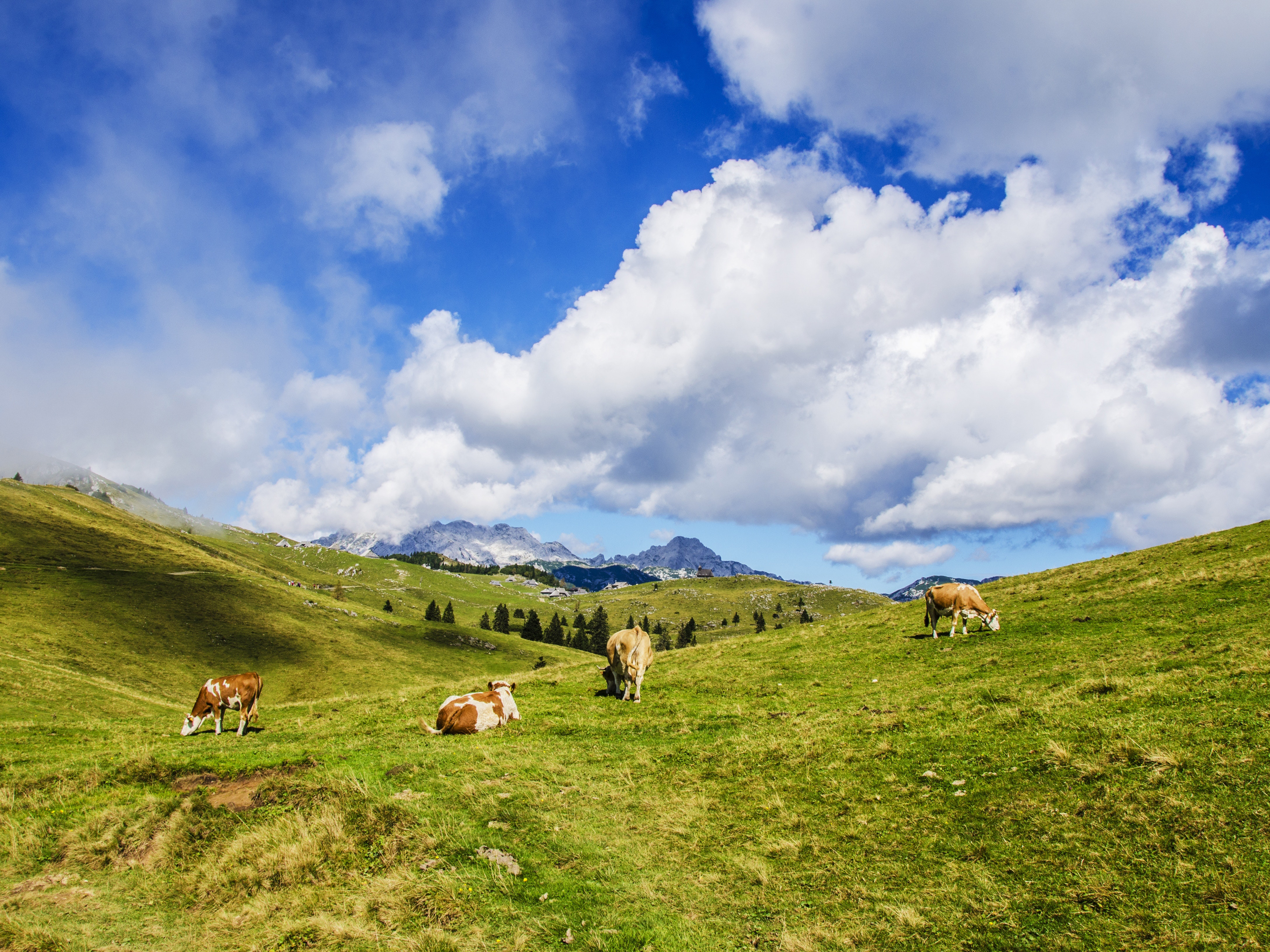 Cows
