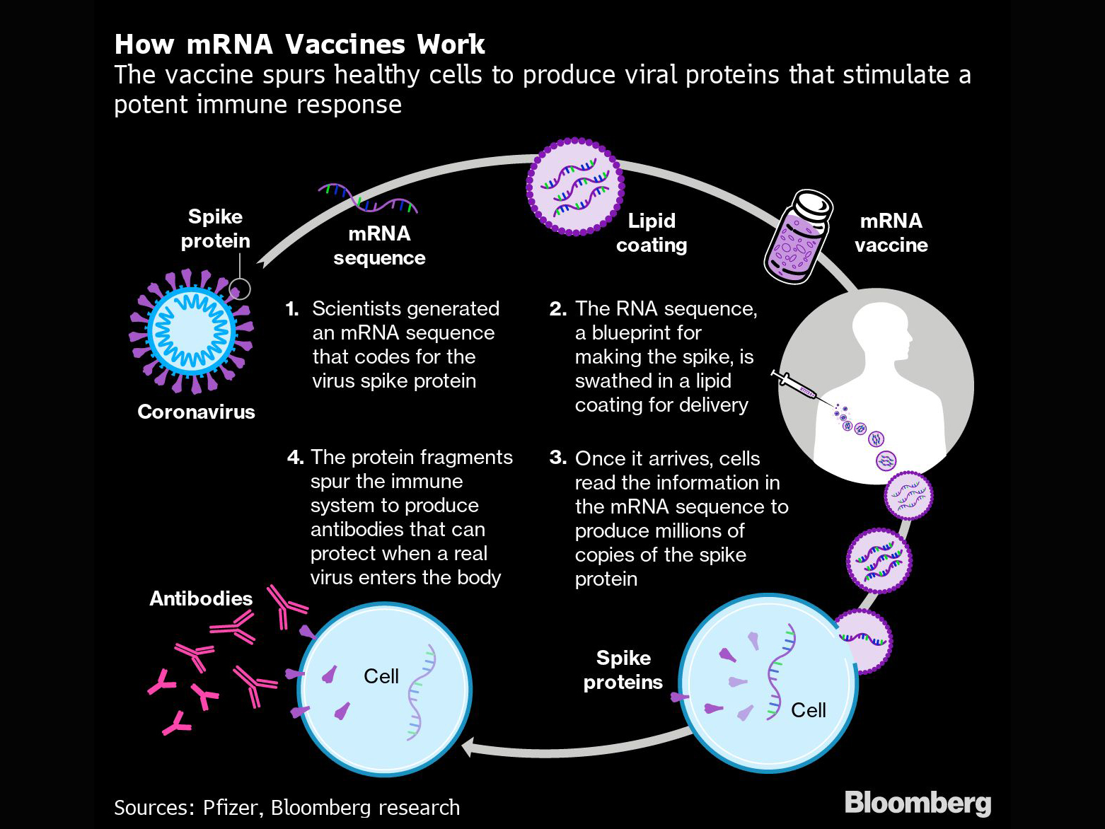 How mRNA Vaccines Work