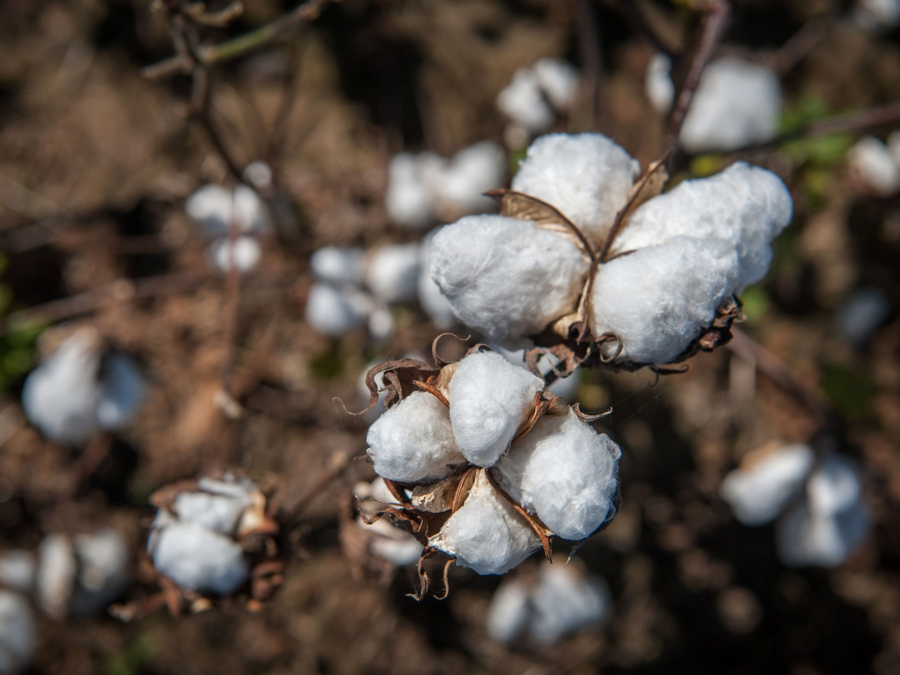 0329 cottonharvest