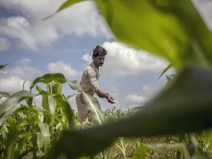 farmer