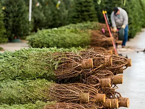 Christmas trees