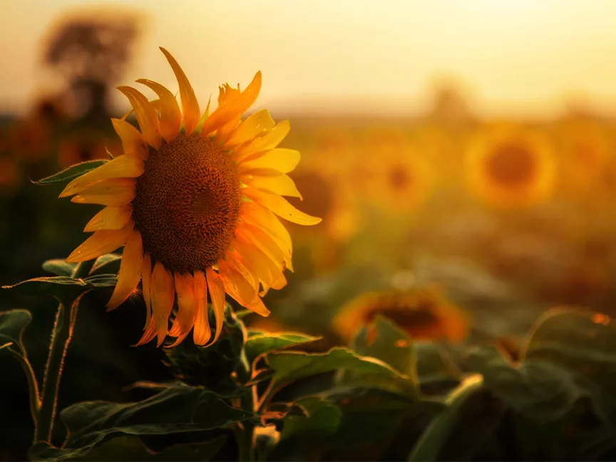 Sunflower farm