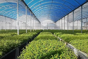 SEVERAL PLOTS OF VEGETABLES SIT UNDERNEATH GLASS PANELS OF A GREENHOUSE.
