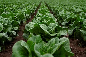 LEAFY GREENS IN FIELD iStock-Carles Gabarrella-1316222119.jpg
