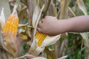 A child's hand pick corn in a field. 