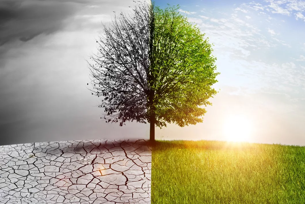 A TREE STANDS IN A FIELD, ONE HALF GREEN AND LUSH, THE OTHER SIDE PARCHED AND BARREN