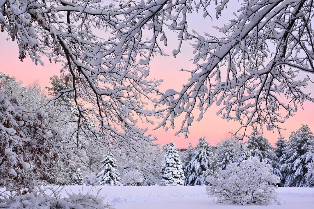 A FROZEN FOREST IN WINTER DAYLIGHT