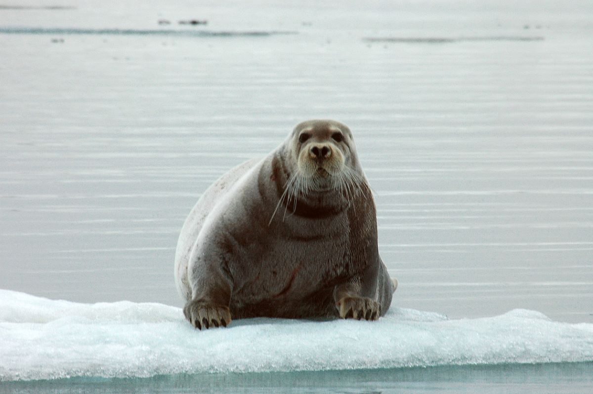 Ringed seal arctic climate change istock atese 474014606