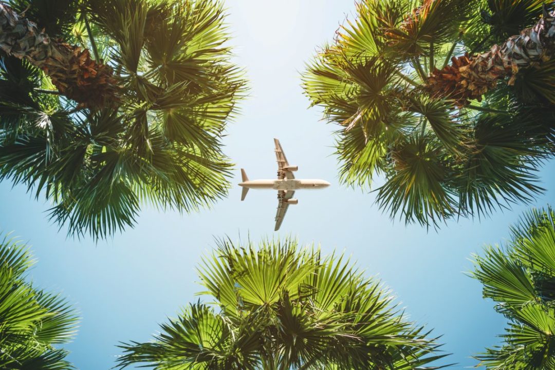A PLANE IS VISIBLE IN THE GAP BETWEEN PALM TREES, SEEN FROM BELOW
