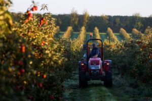 A FARMER CAN BE SEEN DRIVING A RED TRACTOR THROUGH AN APPLE ORCHARD WITH A FOREST IN THE BACKGROUND.