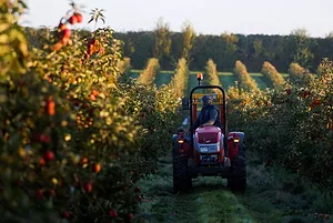 A FARMER CAN BE SEEN DRIVING A RED TRACTOR THROUGH AN APPLE ORCHARD WITH A FOREST IN THE BACKGROUND.