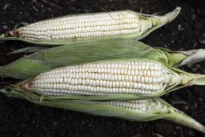 THREE OPENED EARS OF WHITE CORN ARE LAYING ON TOP OF DIRT.
